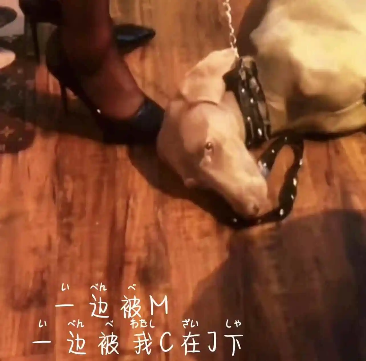 西檬之家字母圈里s属性是什么意思? 一